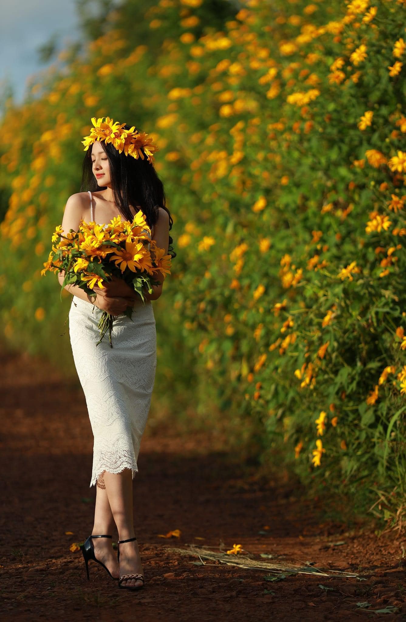 dalat wild sunflower