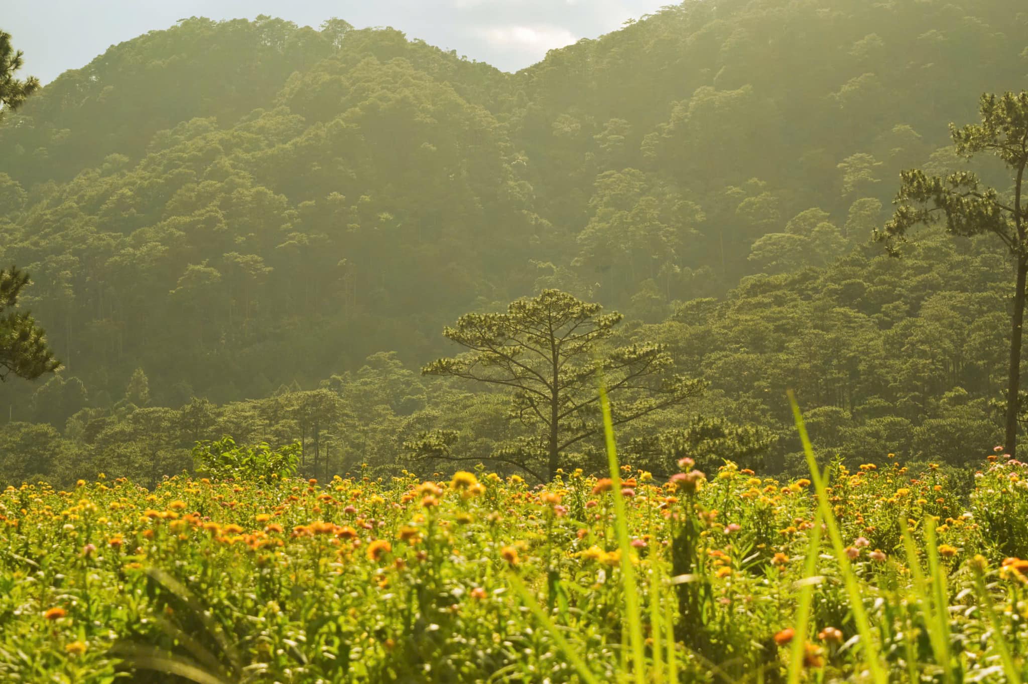 달랏 패키지 여행