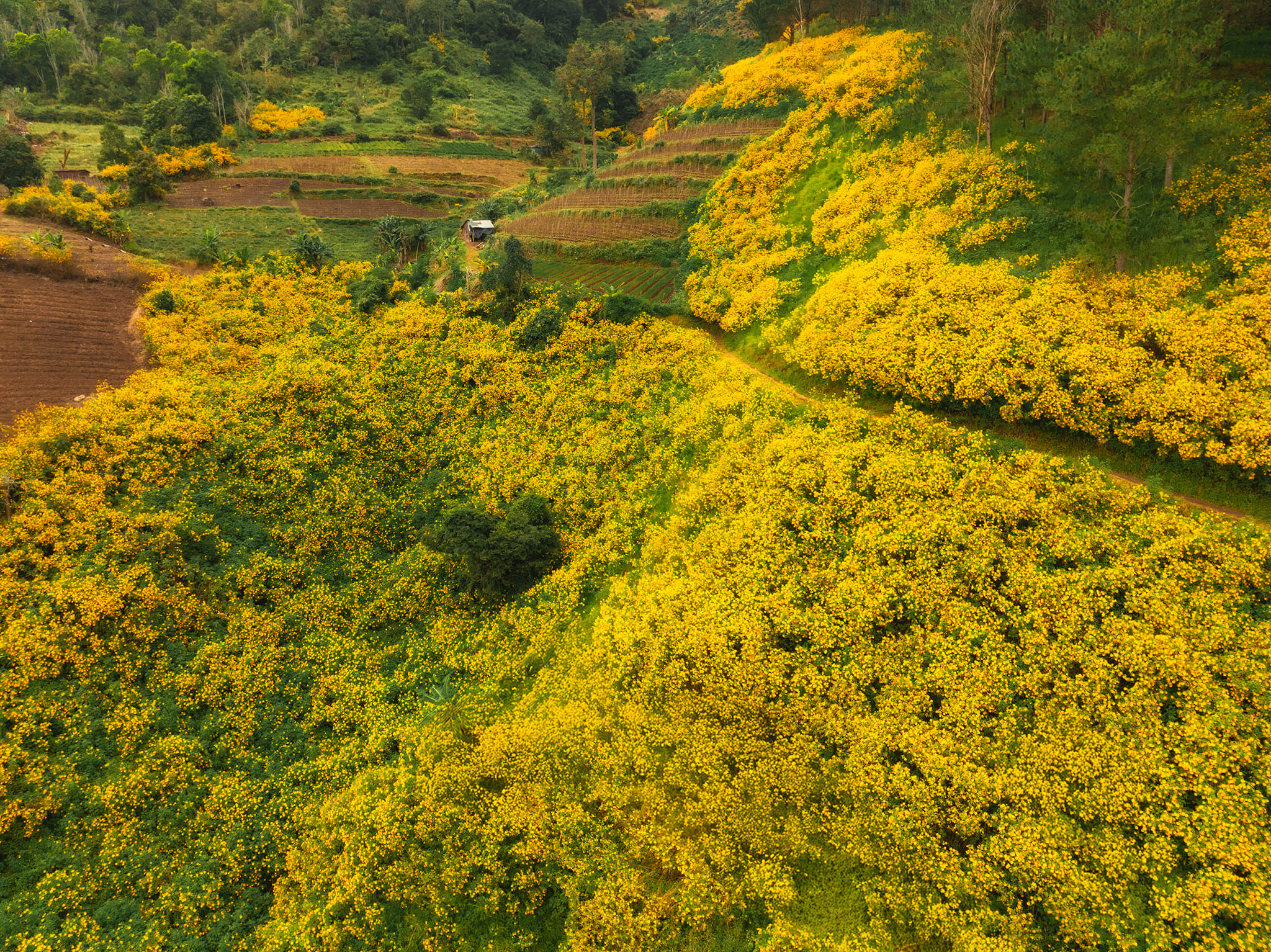 Wild Sunflower in Dalat