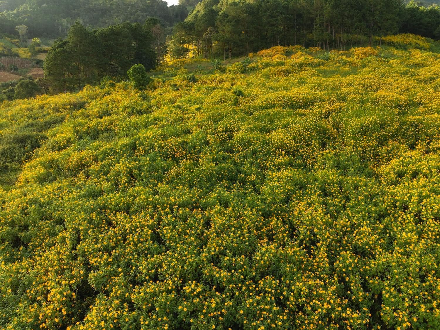 Wild Sunflower in Dalat