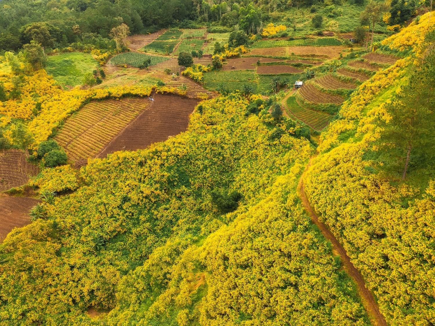 Wild Sunflower in Dalat