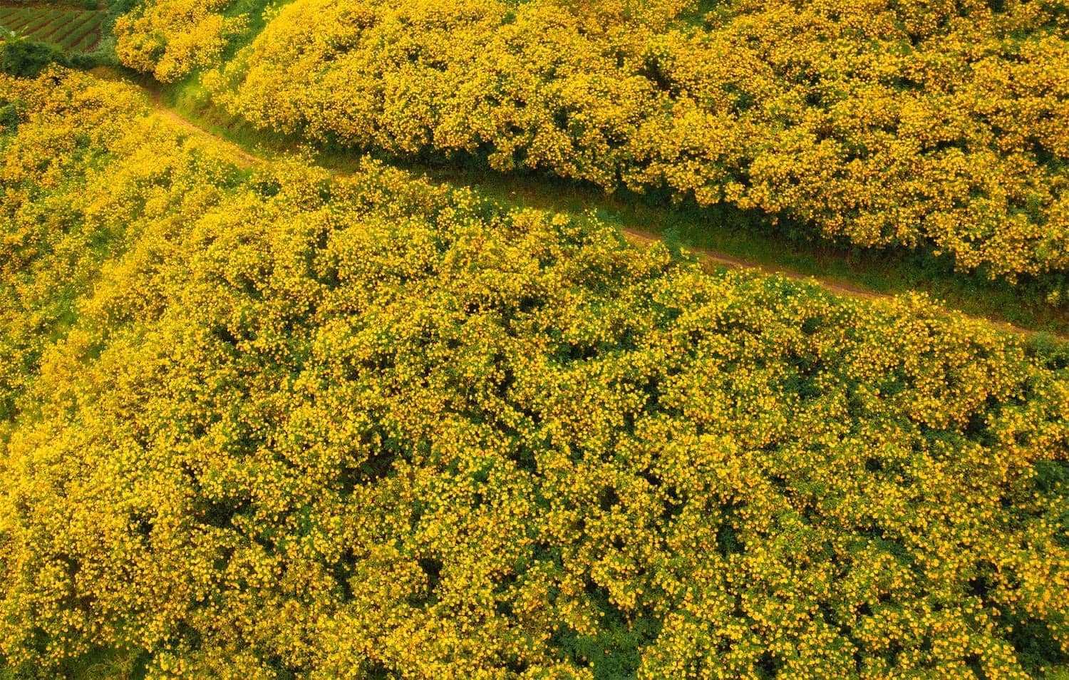 Wild Sunflower in Dalat