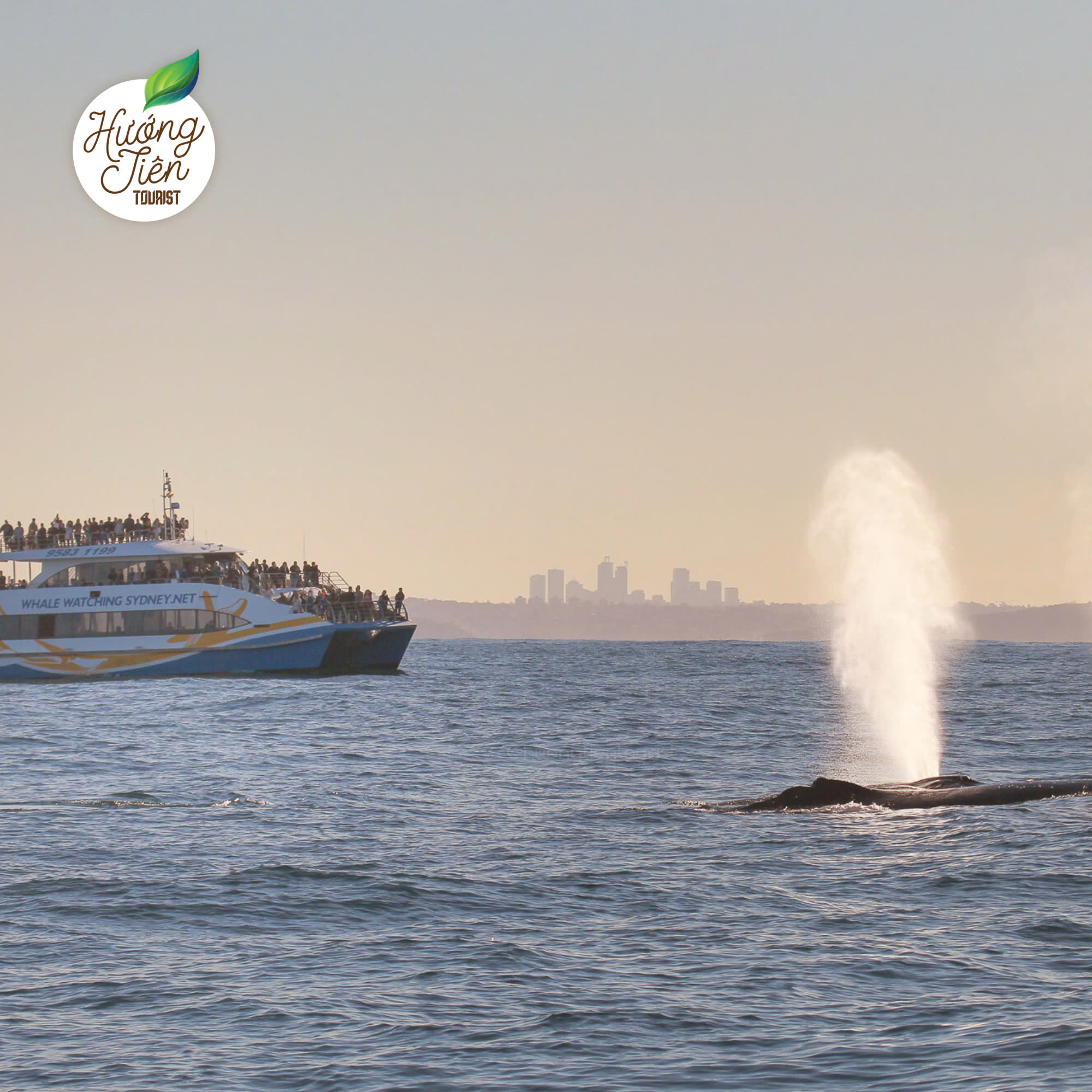 tour du lịch sydney ngắm cá voi