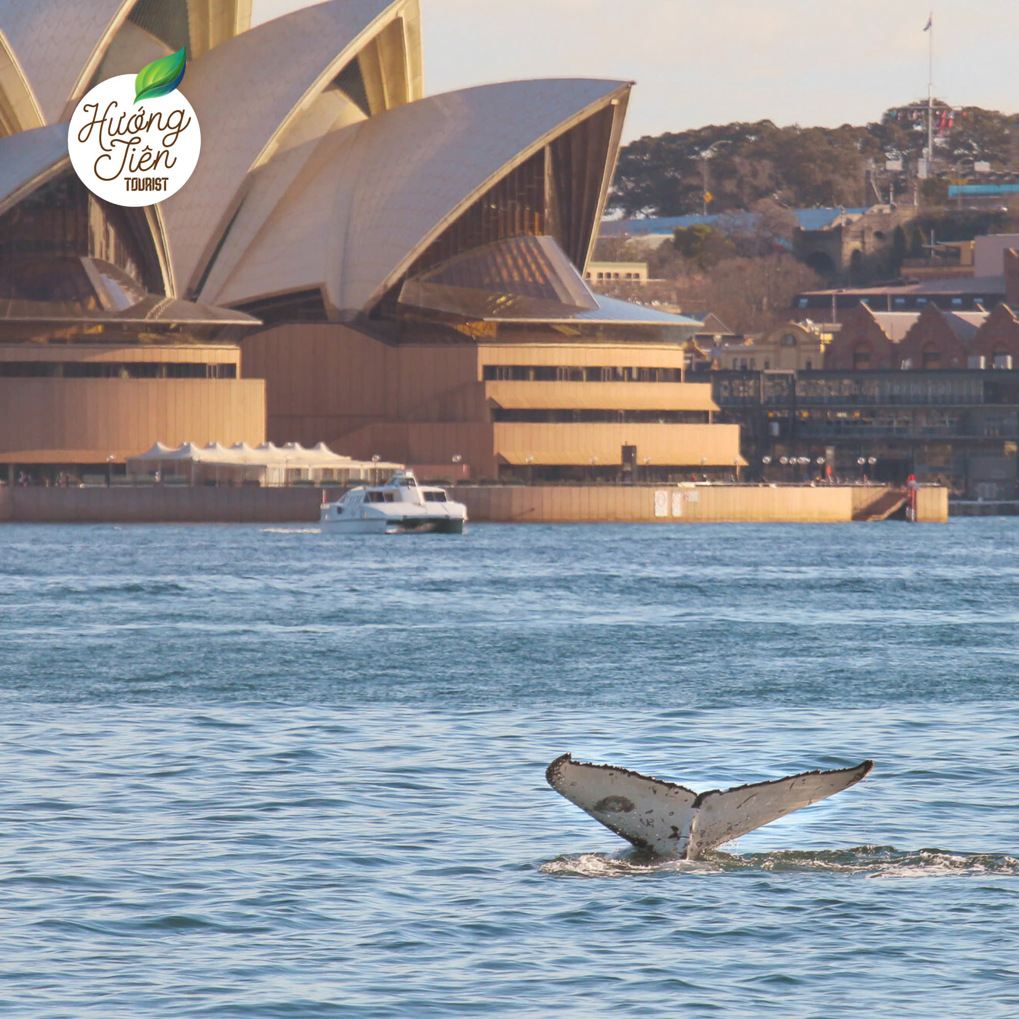 tour du lịch sydney ngắm cá voi