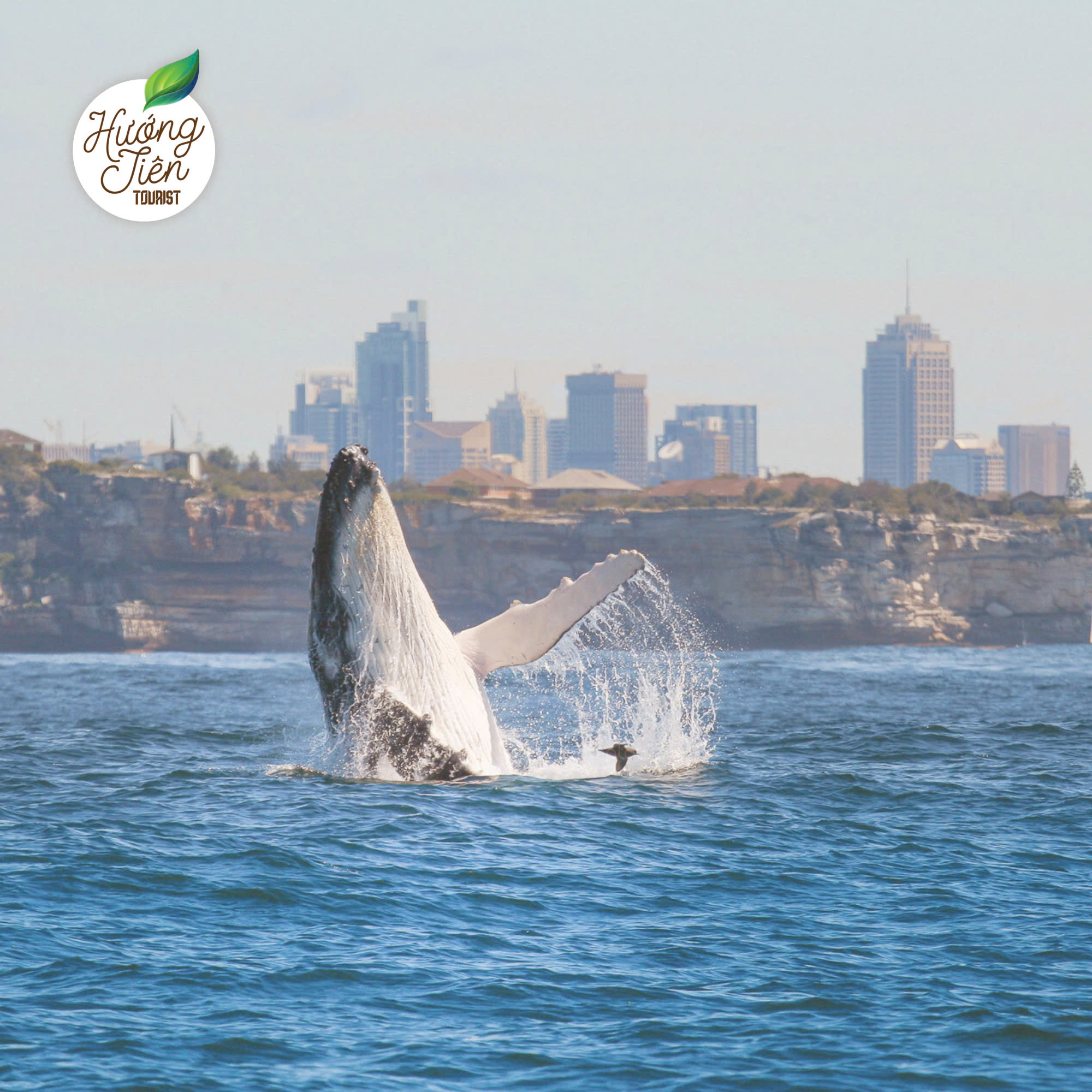 tour du lịch sydney ngắm cá voi