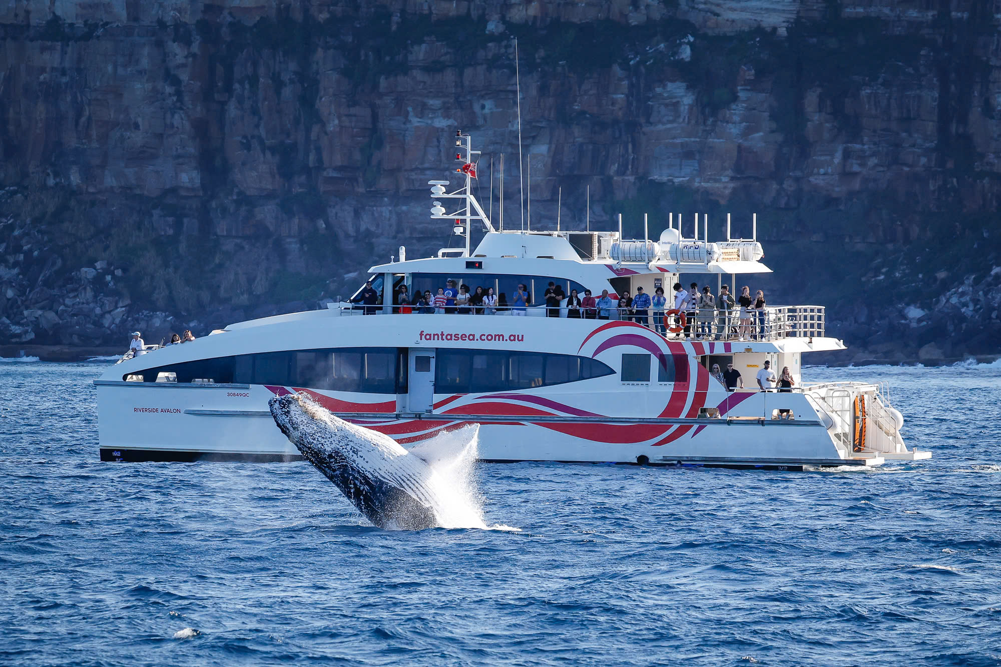 tour du lịch sydney ngắm cá voi