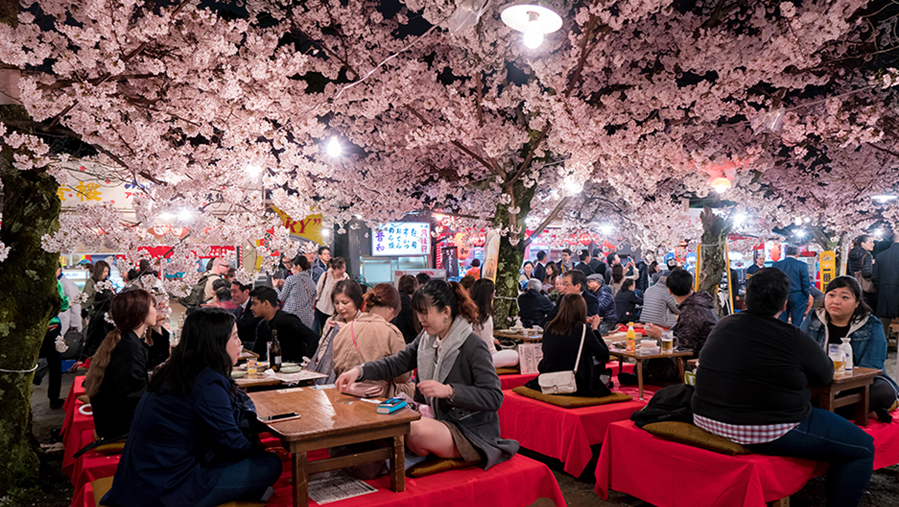 hanami nhật bản hoa anh đào