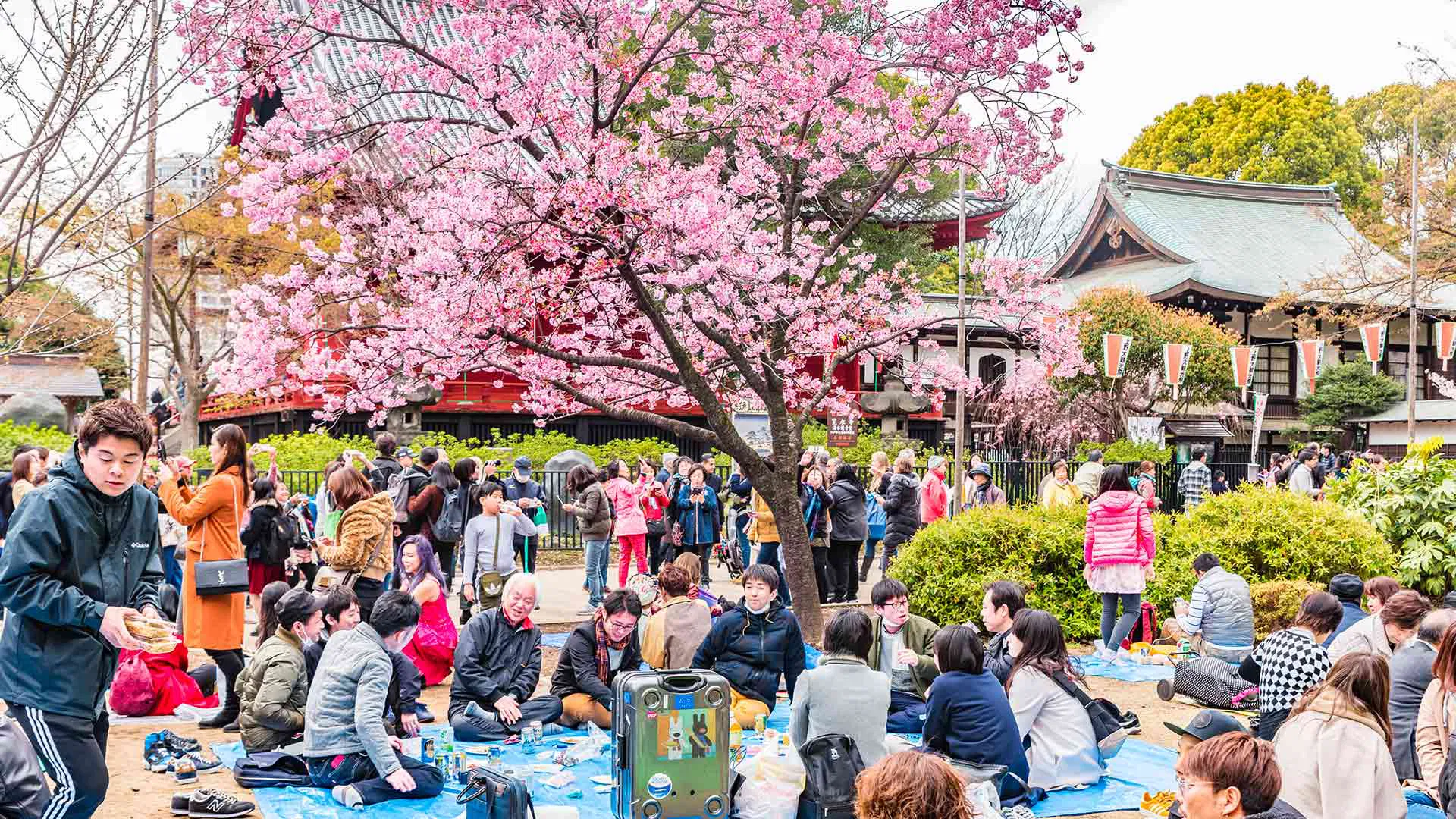 hanami nhật bản hoa anh đào