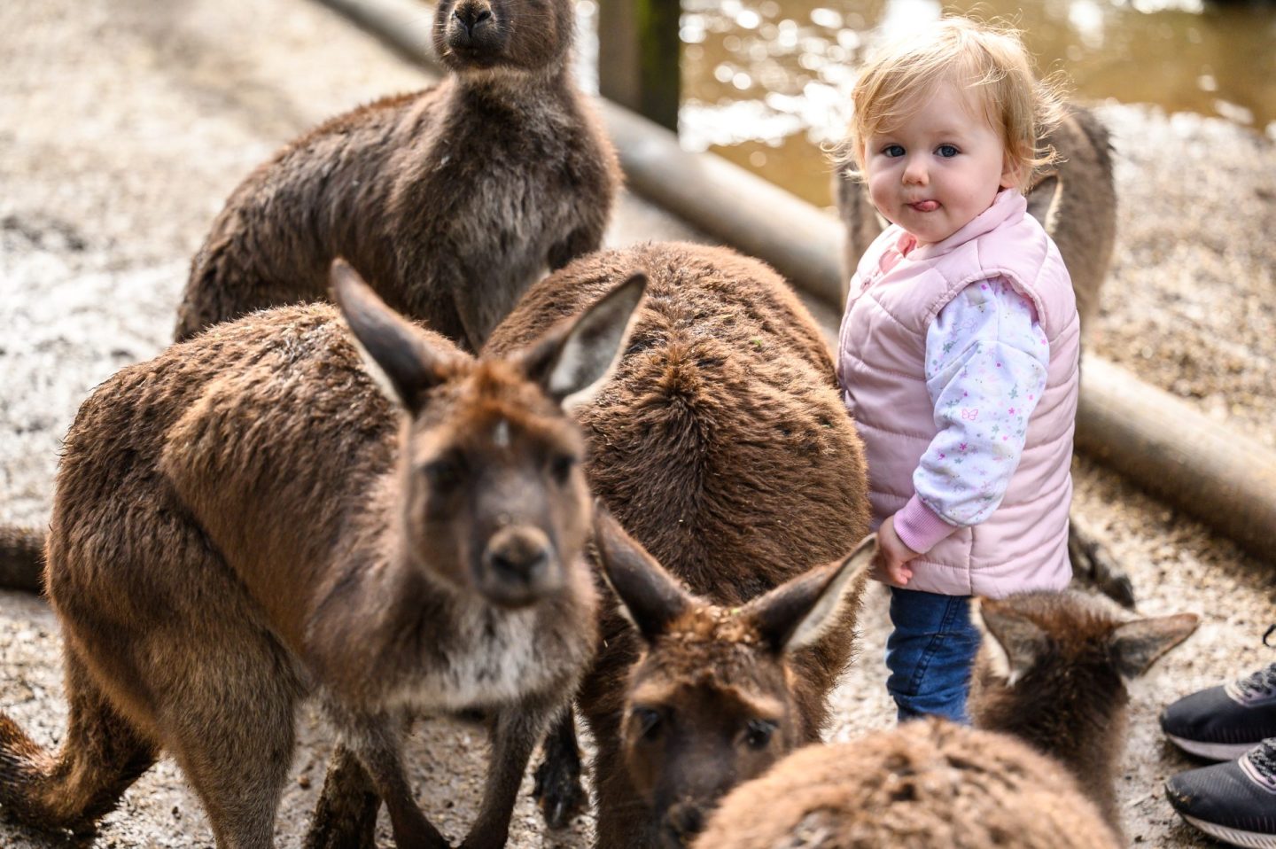 công viên wildlife park sydney