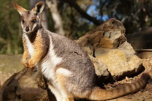 công viên wildlife park sydney