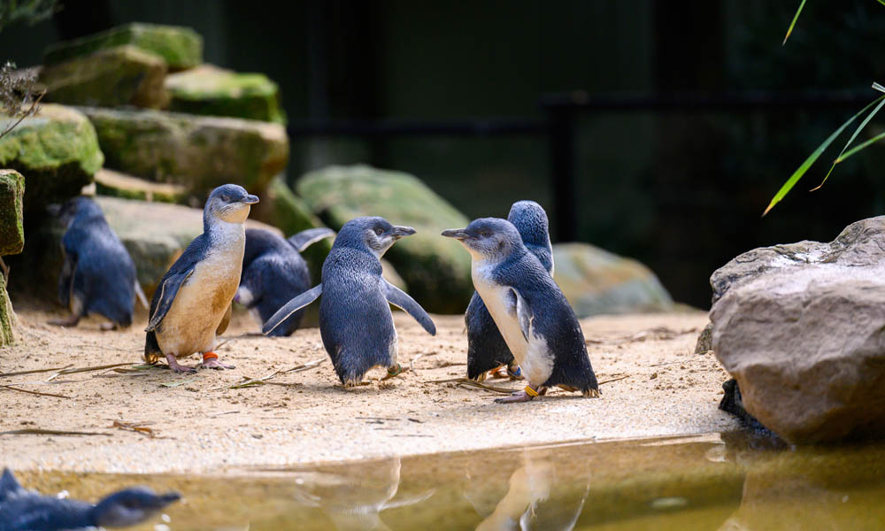 công viên wildlife park sydney