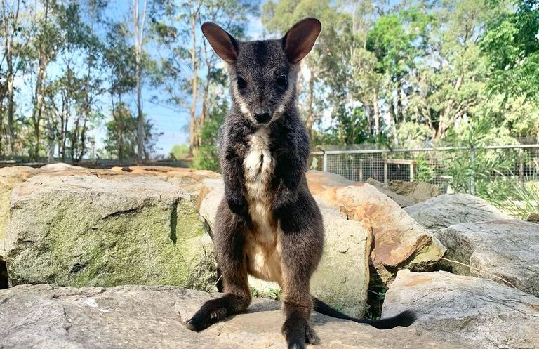 công viên wildlife park sydney