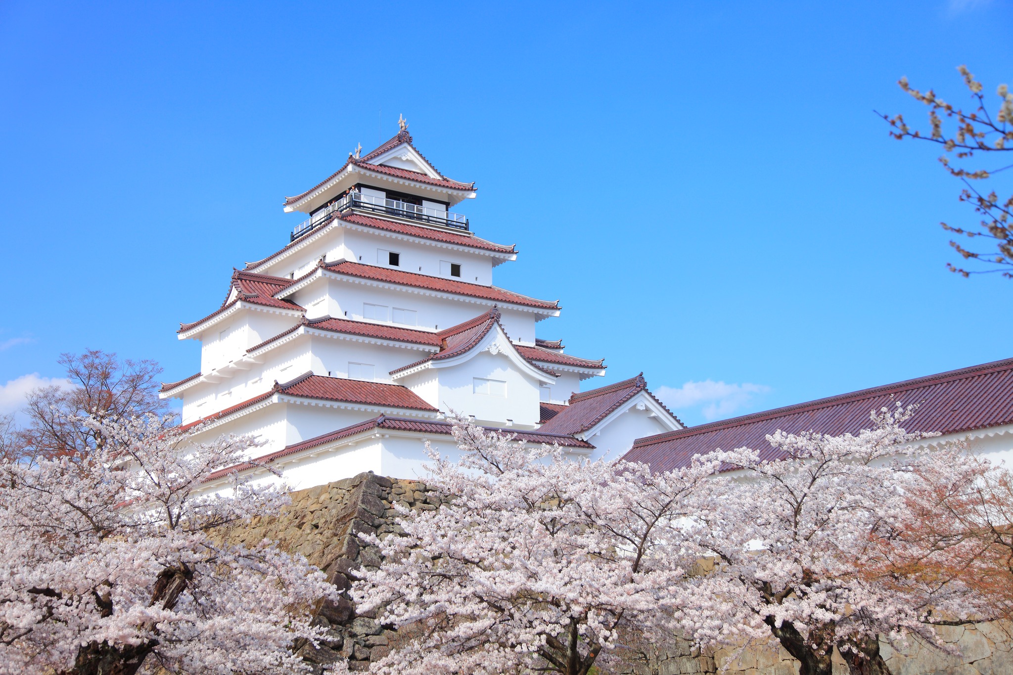 dự báo hoa anh đào ở osaka 2025