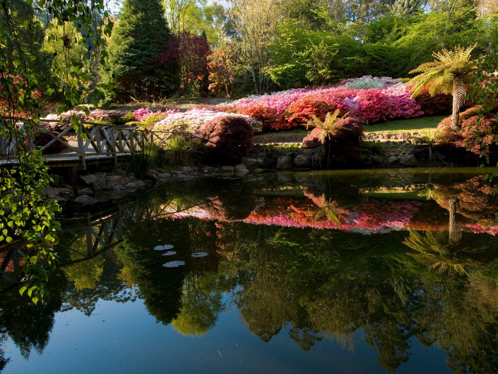 National Rhododendron Gardens ở Dandenong ranges