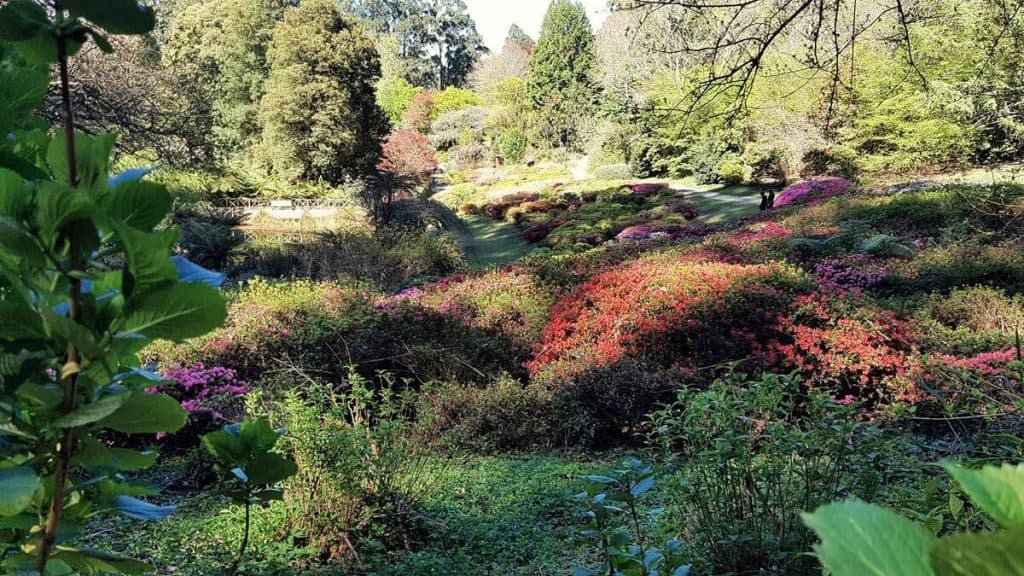 National Rhododendron Gardens ở Dandenong ranges