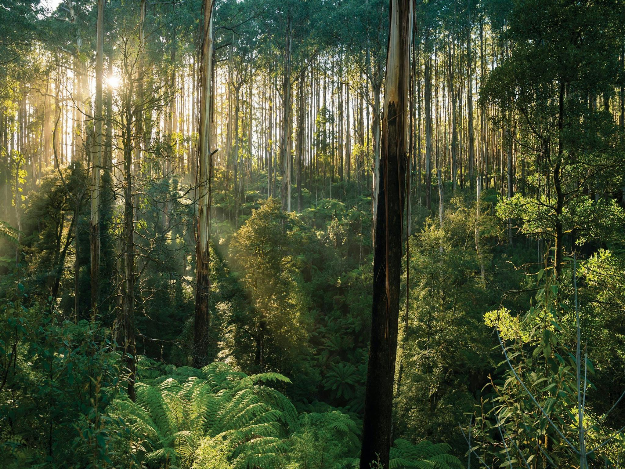 công viên dandenong ranges