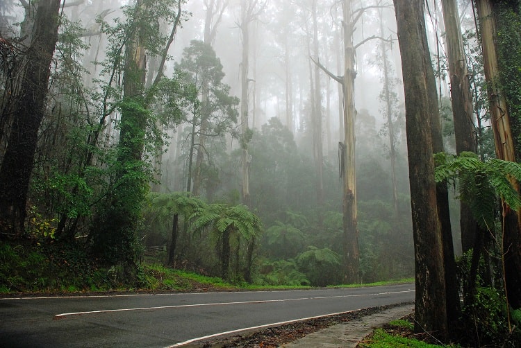 công viên dandenong ranges