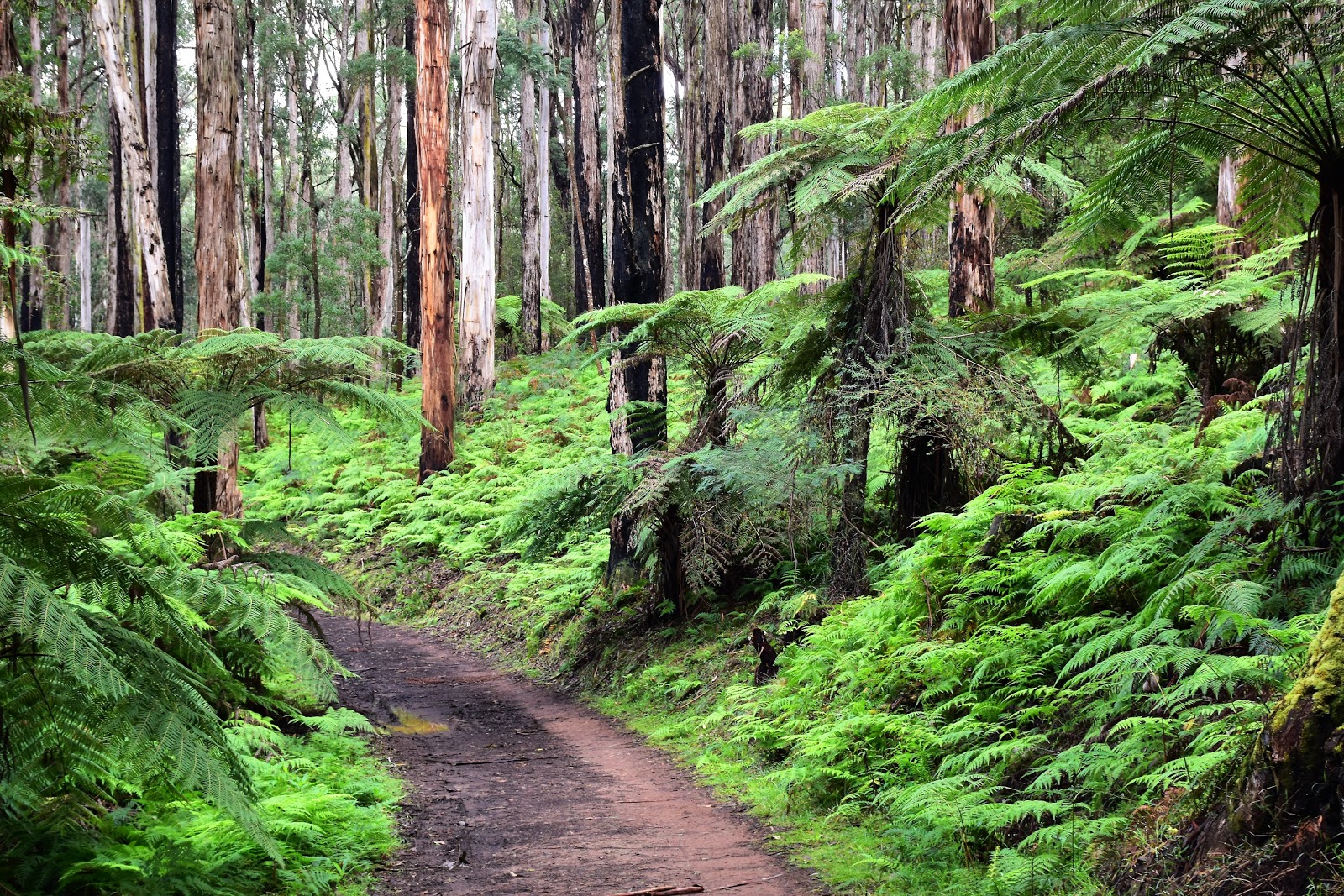 công viên dandenong ranges