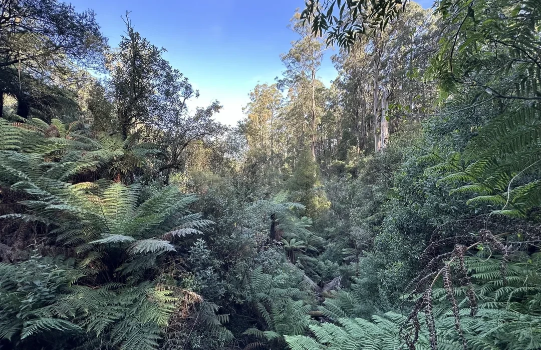 công viên dandenong ranges