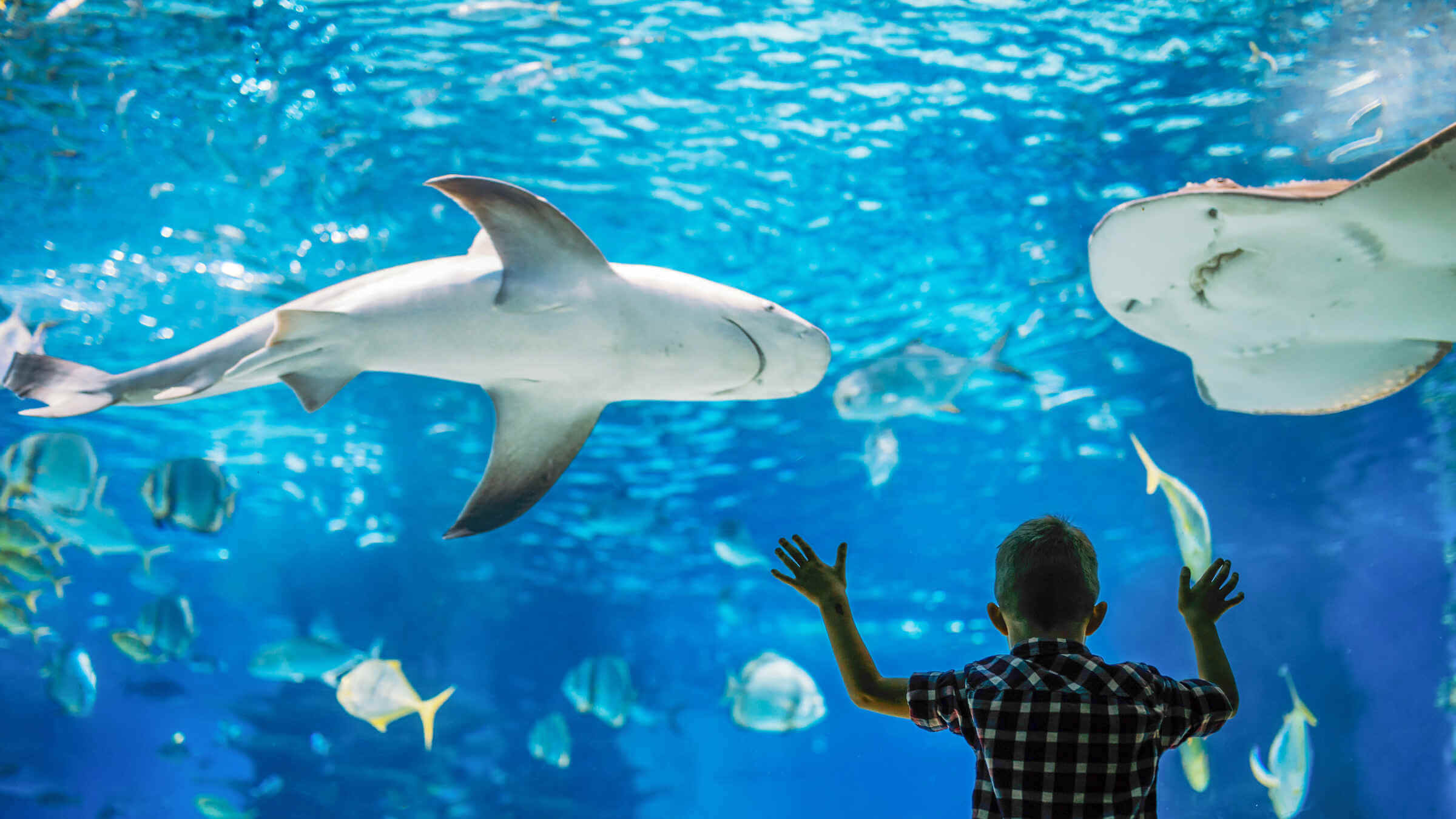 Thủy cung Sea Life Sydney Aquarium