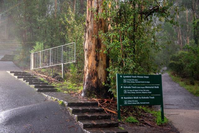 Lyrebird Track ở dandenong ranges