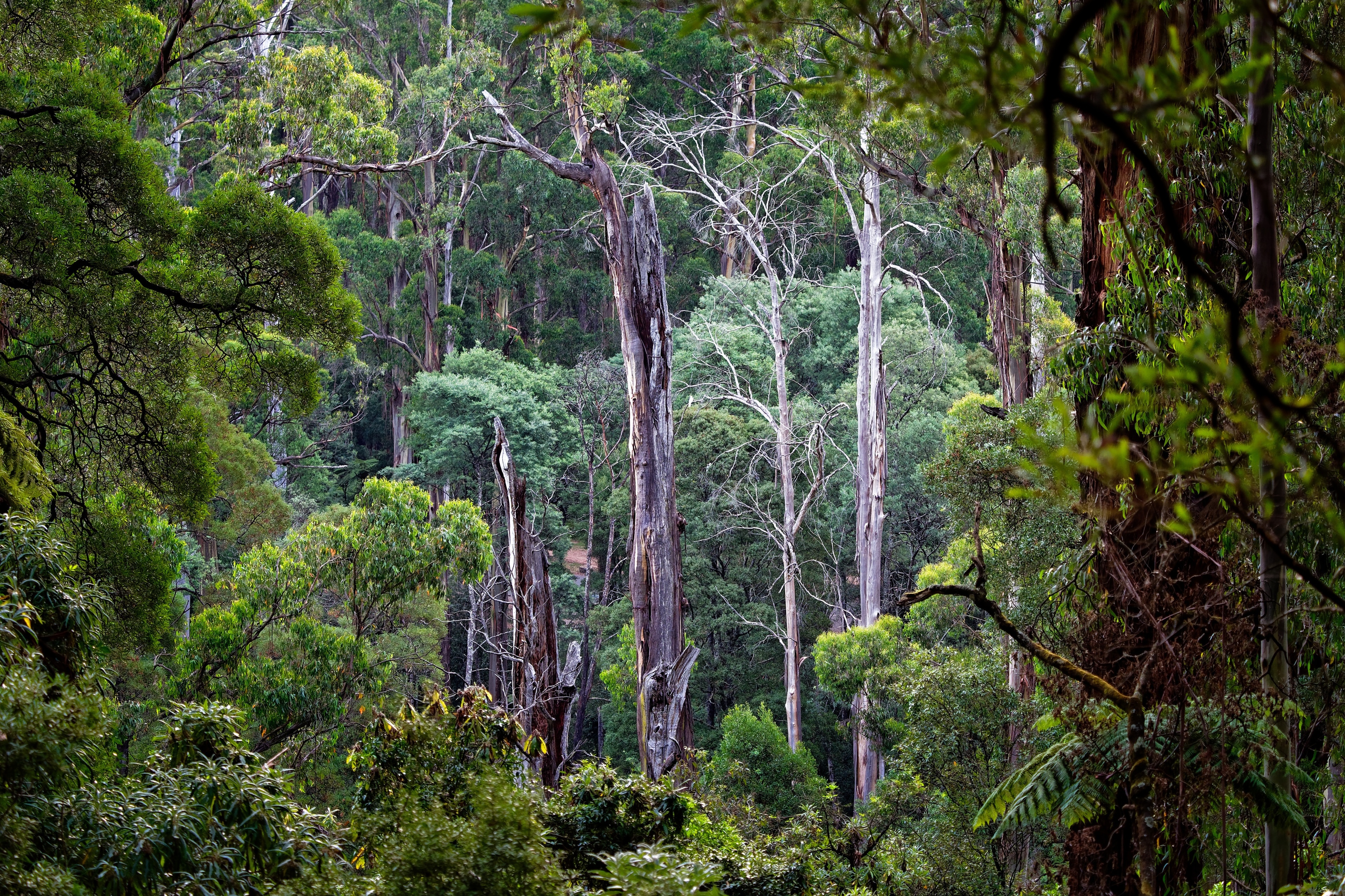 công viên dandenong ranges