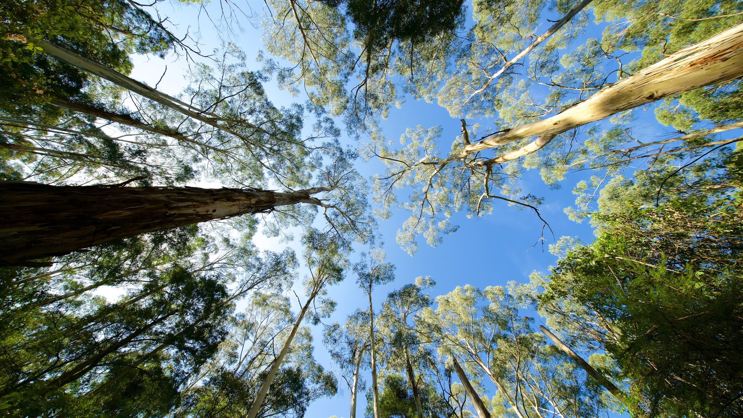 công viên dandenong ranges