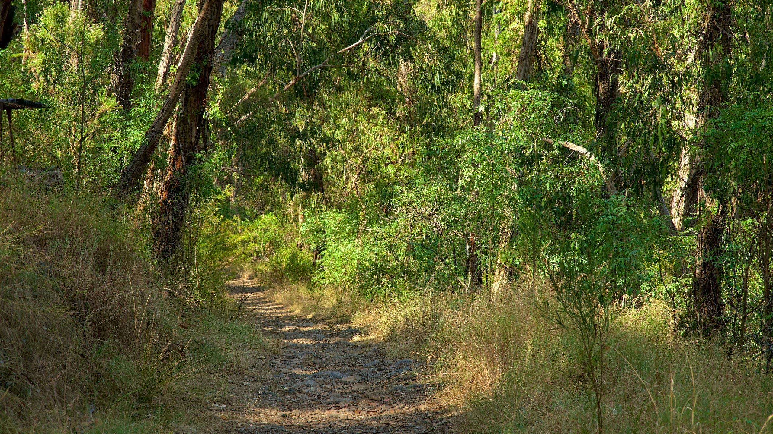 công viên dandenong ranges