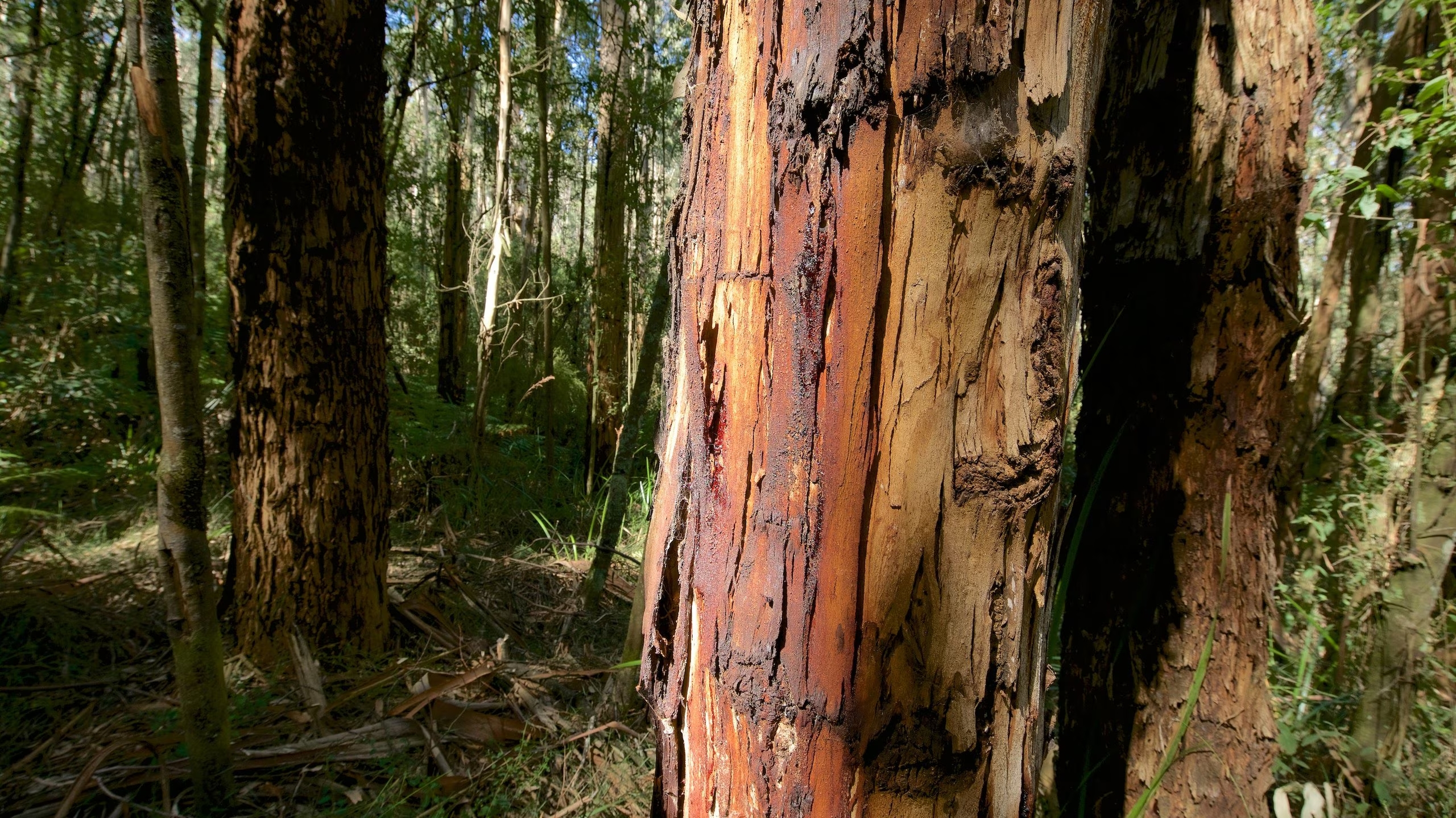 công viên dandenong ranges