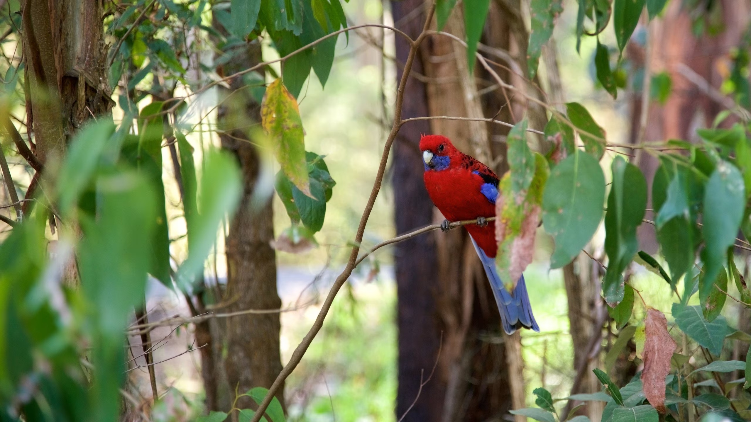 công viên dandenong ranges