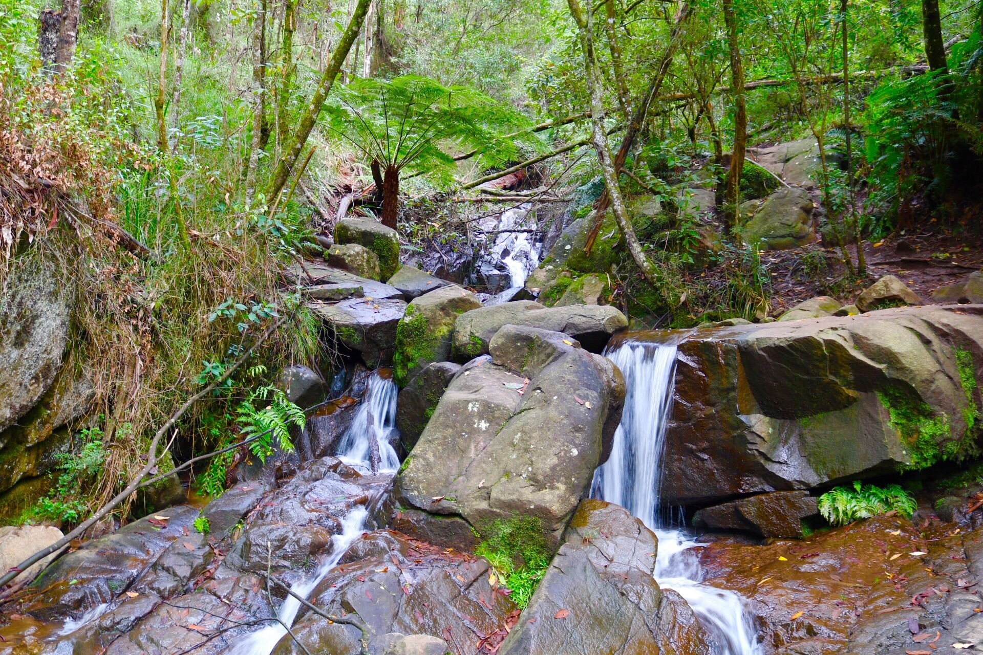 công viên dandenong ranges