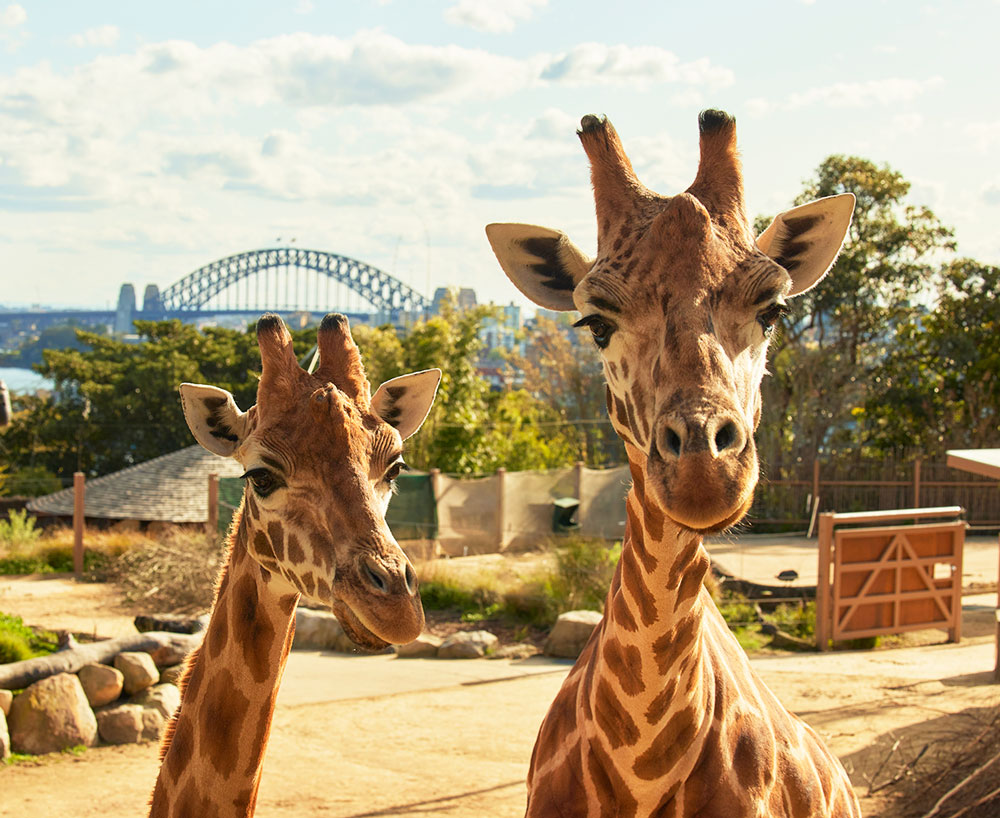 Vườn Thú Taronga Sydney